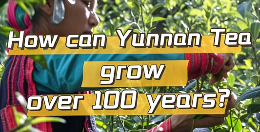 How can Yunnan tea grow over 100 years?