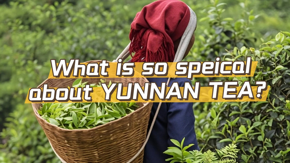 What is so special about Yunnan tea?